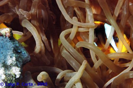 Is this my anemone or spaghetti? Marsa Alam, Egypt. Canon... by Luigi Carta 