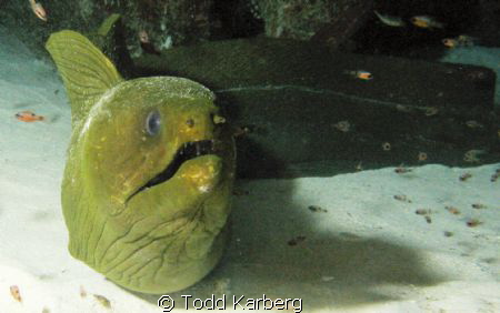 Moray by Todd Karberg 