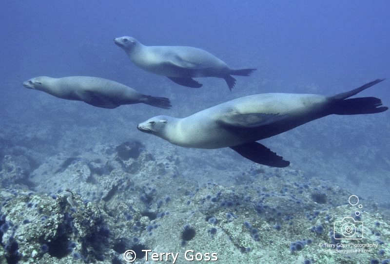 "Family Outing" - lots of playful and inquisitive Califor... by Terry Goss 