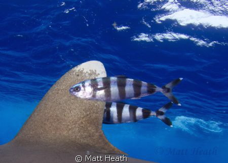Oceanic White Tip Fin with Pilot Fish by Matt Heath 