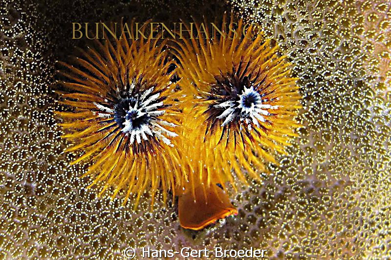 Sea Christmas Tree
'Sea Christmas DUCK'
www.bunakenhans... by Hans-Gert Broeder 