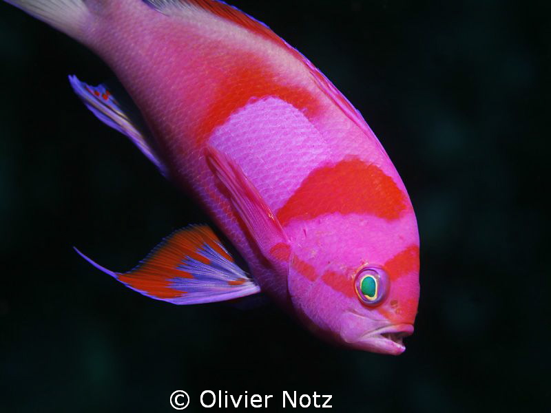 Neon Fairy Basslet - Pseudanthias Pleurotaenia 
These fi... by Olivier Notz 