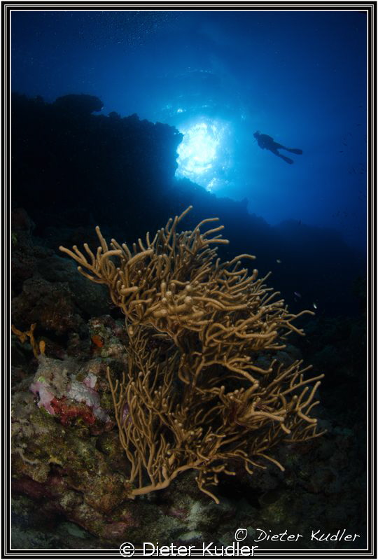 Diving Lion Fish Wall with Will by Dieter Kudler 