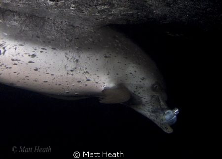 Atlantic Spotted Dolphin at night after just catching a f... by Matt Heath 
