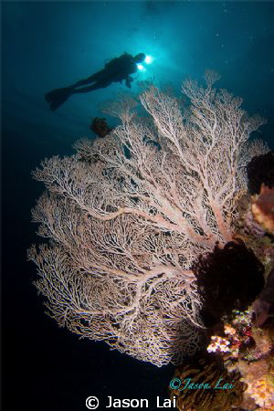 Sea Fan and diver in Buyat Bay, North Sulawesi. by Jason Lai 