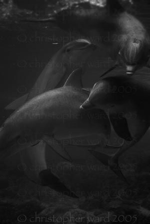 Florida. 3 Atlantic dolphin males chase a female around i... by Christopher Ward 
