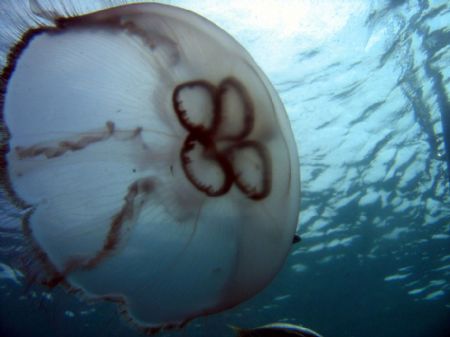 Underwater Jelly Umbrella

Looe Key Fl by Steven Whitehead 