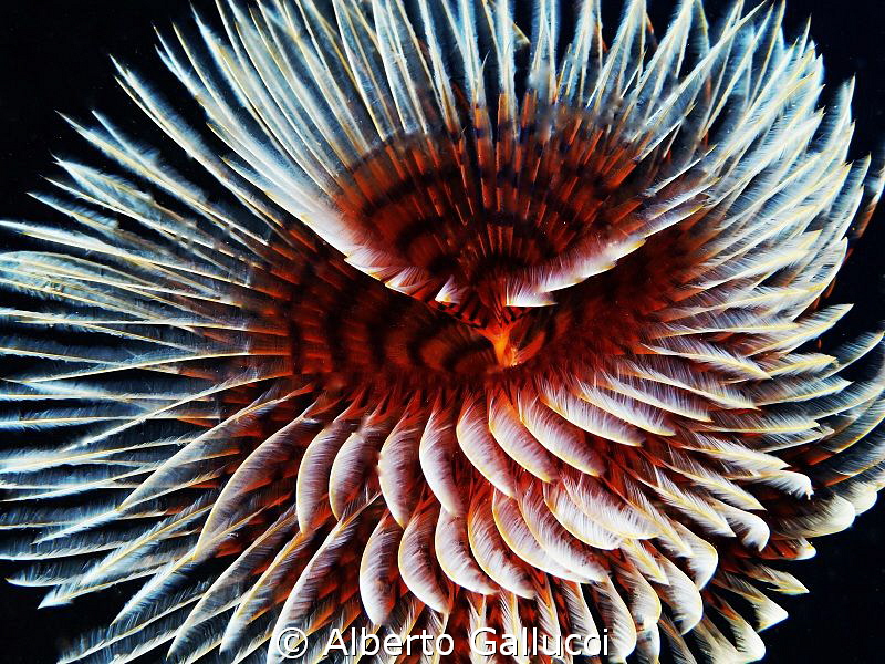 An underwater flower by Alberto Gallucci 