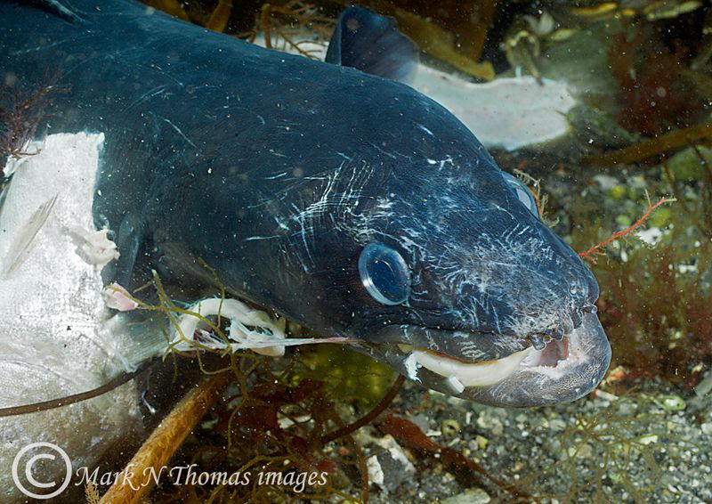 Conger - scavenging fish discards.
Connemara. by Mark Thomas 