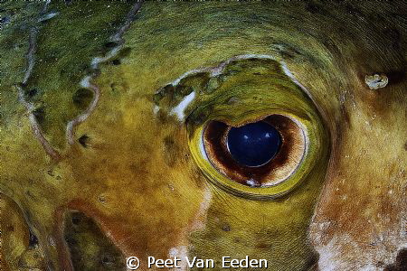 The eye of a shortspine porcupinefish by Peet Van Eeden 