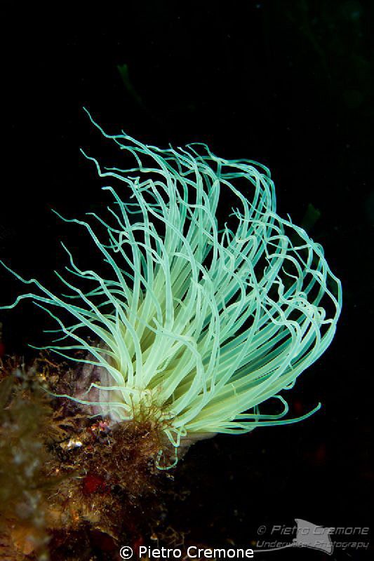 Fireworks.. Cerianthus membranaceus by Pietro Cremone 