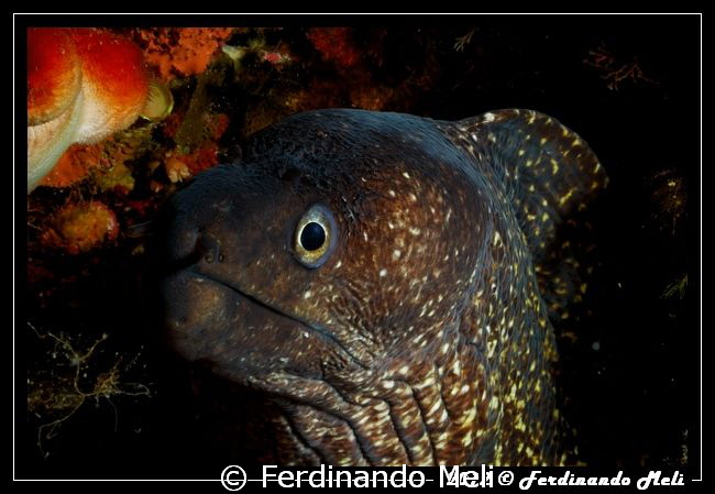 Mediterranean moray by Ferdinando Meli 