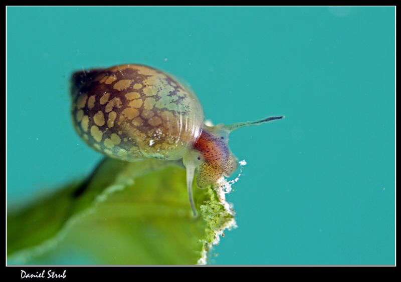 Physa fontinalis :-D by Daniel Strub 