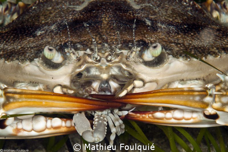 Callinectes sapidus eating Coleusia signata by Mathieu Foulquié 