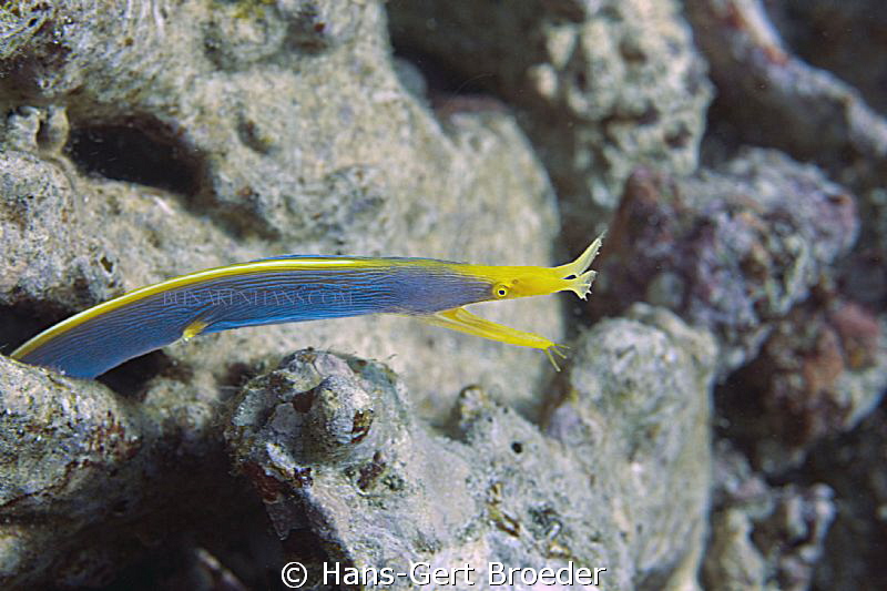 Ribbon Eel 
www.bunakenhans.com
Bunaken, sulawesi, Indo... by Hans-Gert Broeder 
