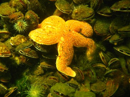 Asterias Rubens between its meal.(mussels)picture taken i... by Ronald Slooter 