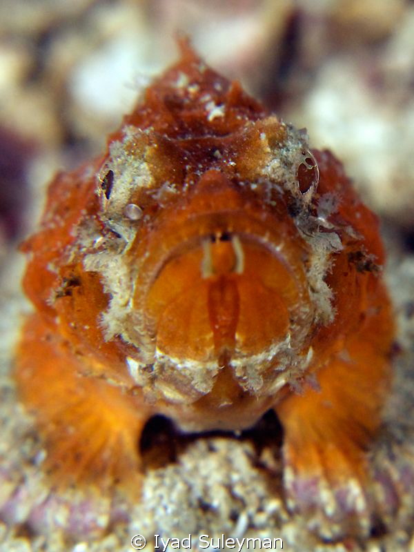 Juvenile fish (3 cm) by Iyad Suleyman 