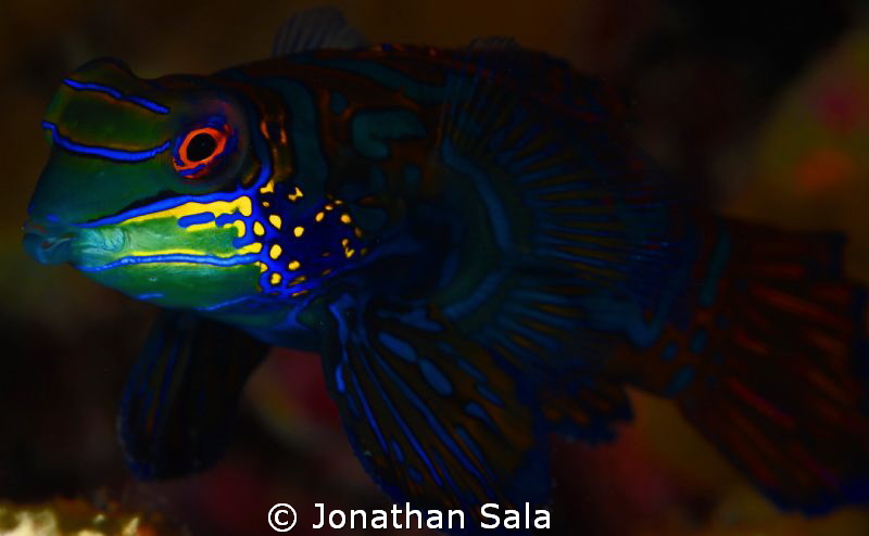 mandarin... by Jonathan Sala 