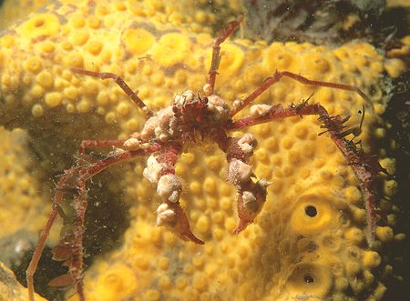 Decorator crab on boring sponge.
Menai Straits, N. Wales... by Mark Thomas 