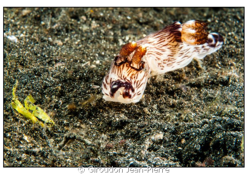 Nudi in Lembeh, 60mm macro by Giroudon Jean-Pierre 