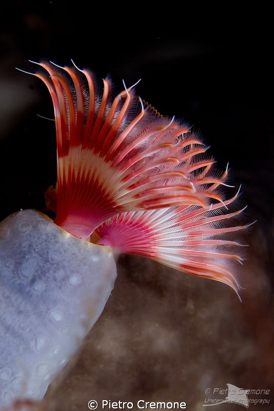 Tubeworm by Pietro Cremone 