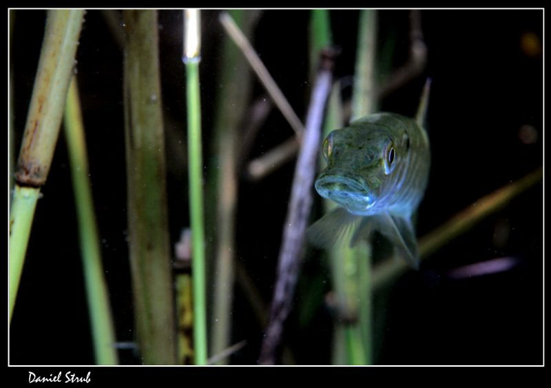 Young pike in the reeds :-D - he was hinding and hunting ... by Daniel Strub 
