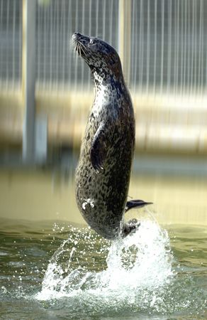 Common Seal. Taken in a seal sanctuary, injured seals are... by Grant Kennedy 