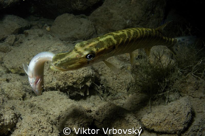 Juvenile pike and its prey by Viktor Vrbovský 