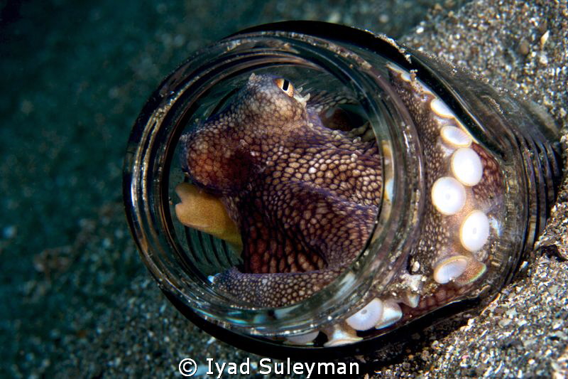 "Message in a bottle" :-)
 Octopus by Iyad Suleyman 