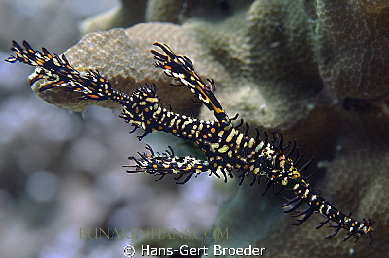 Ghost Pipefish
www.bunakenhans.com
Bunaken, Sulawesi, I... by Hans-Gert Broeder 