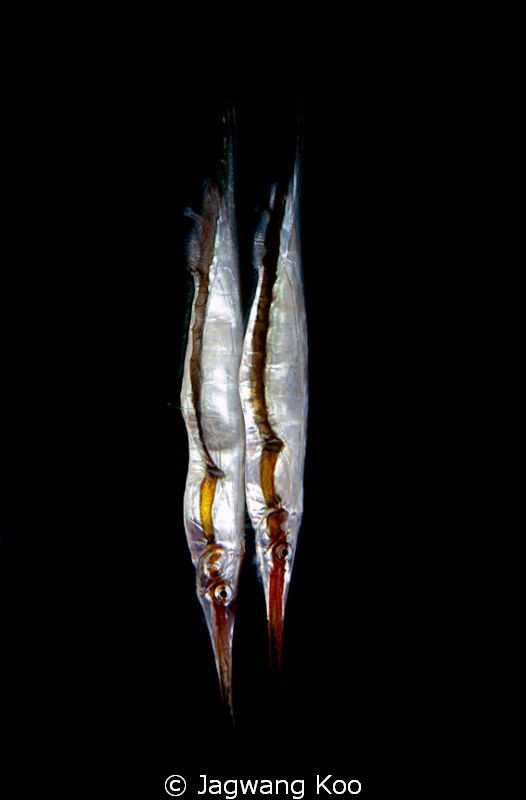 razor fish by Jagwang Koo 