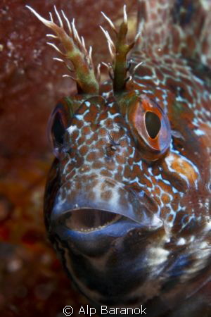 Blenny from Yassiada. by Alp Baranok 