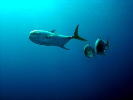 Renzo Seravalle
Jack's, taken in Freeport, Bahamas. Cibe... by Renzo Seravalle 