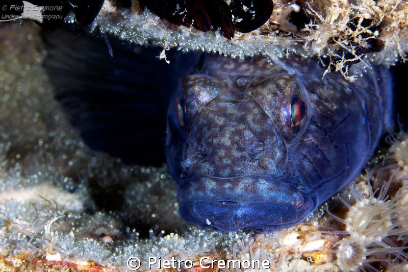 Black goby with eggs by Pietro Cremone 