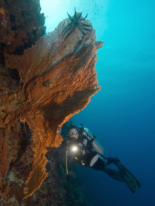 Reefscape in Cabilao by Alex Varani 