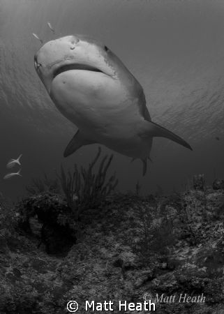 Tiger Shark by Matt Heath 