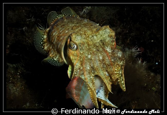 Cuttlefish's hunting by Ferdinando Meli 