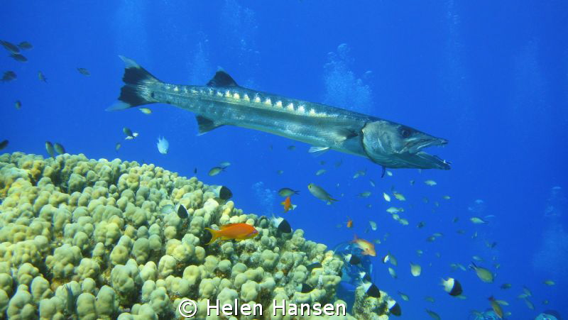Barracuda by Helen Hansen 