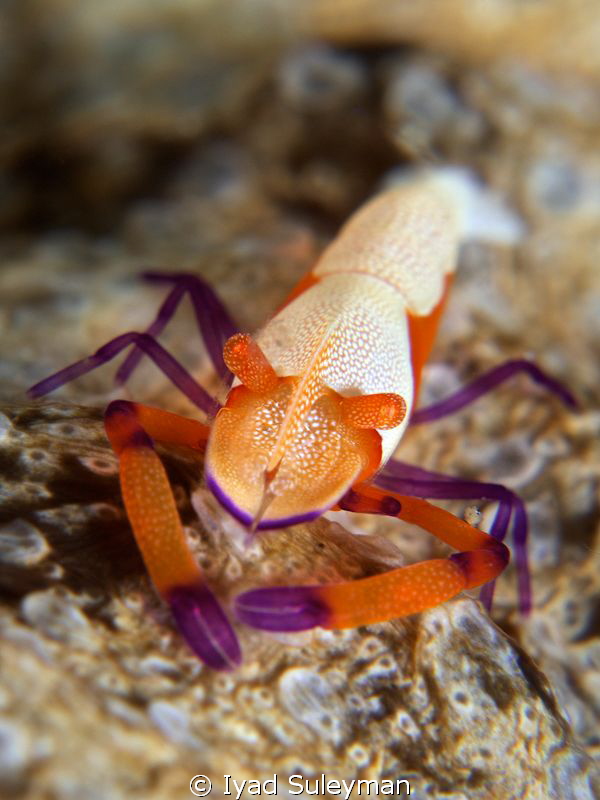 Emperor shrimp by Iyad Suleyman 