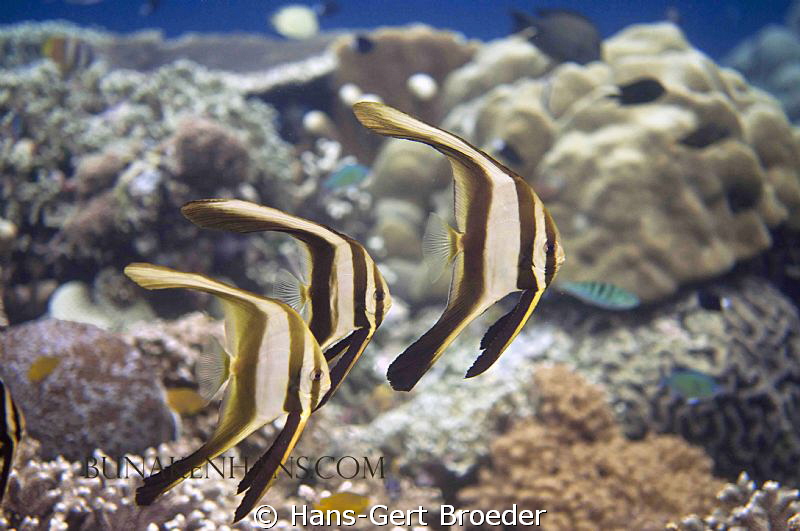 Batfish
golden angles
www.bunakenhans.com
Nikon d300s,... by Hans-Gert Broeder 