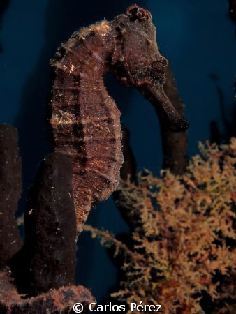"Elegance" Longsnot sea Horse by Carlos Pérez 