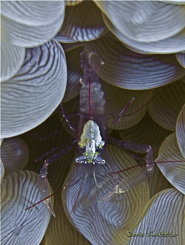 Bubbleshrimp from above by Doris Vierkötter 