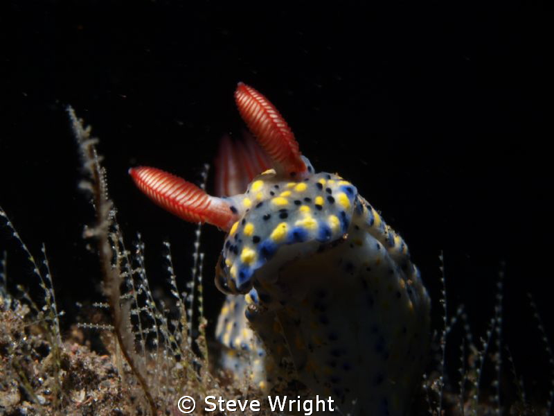 Shot taken in Tulamben, Bali with Olympus e-520, Olympus ... by Steve Wright 