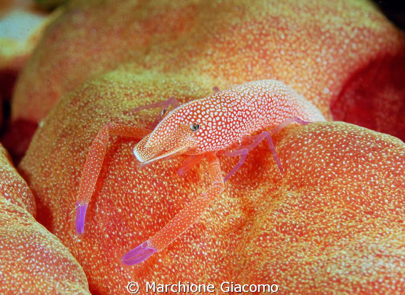 Relax
Nikon D200 , 60 micro , twin strobo
Walea , Indon... by Marchione Giacomo 