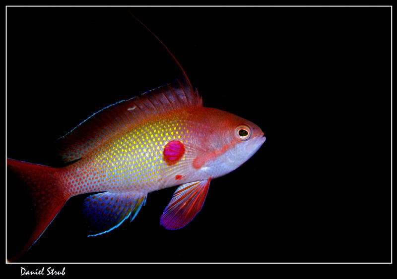 A beautiful Anthias :-D by Daniel Strub 
