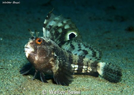 Blennius ocellaris by Walter Bassi 