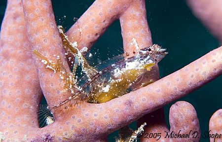 I don't know what kind fish this is but its small and you... by Michael Shope 