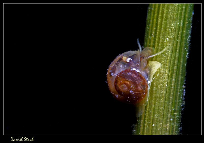 Valvata piscinalis :-D by Daniel Strub 