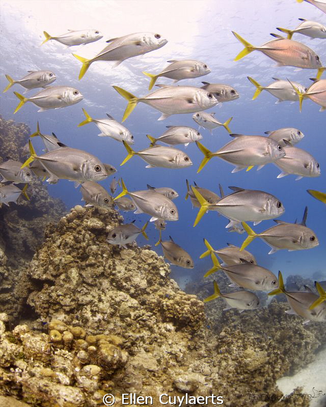 A school of Horse-Eyed Jacks hanging around at Devil's Gr... by Ellen Cuylaerts 
