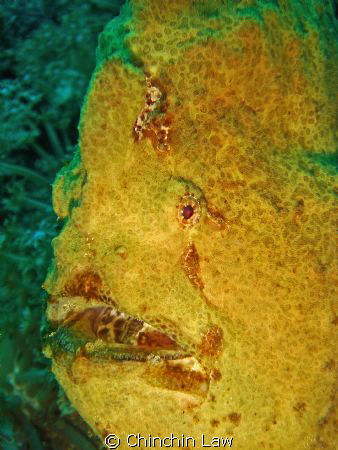 giant frogfish@lembeh straits by Chinchin Law 